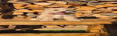 Maltipoo 5