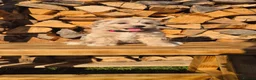Maltipoo dogs for sale: 6 Maltipoo Puppies for Sale - Advert 4