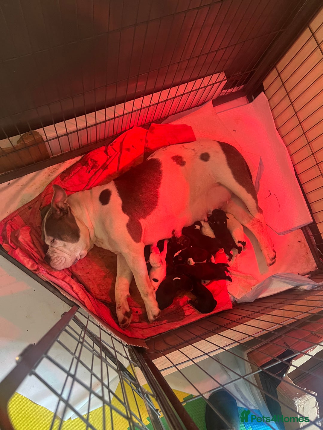 Mixed Breed dogs for sale: Old Tyme English Bulldog x Sproodle Puppies - Image 37