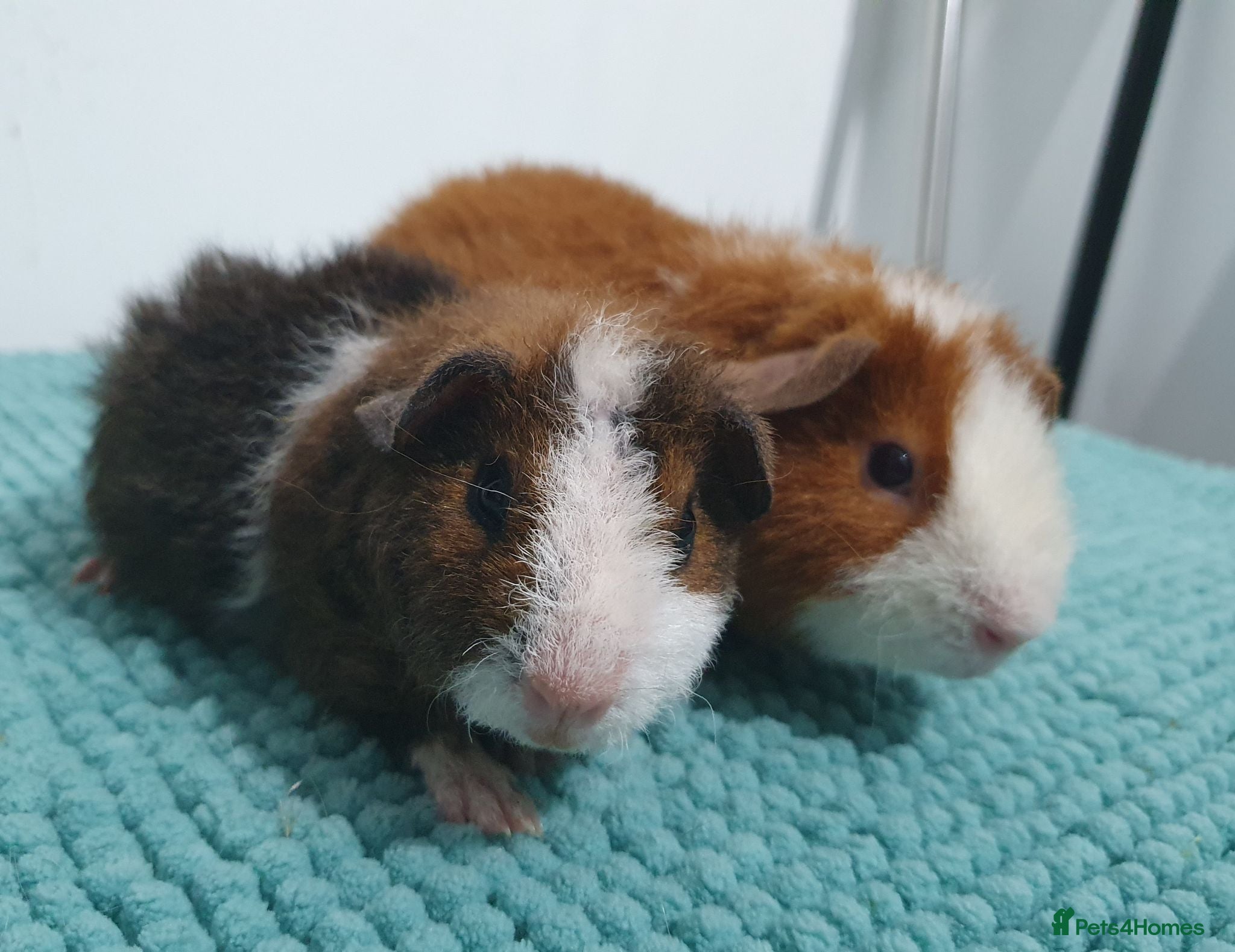 Guinea Pig rodents Beautiful guinea pigs - Advert 2