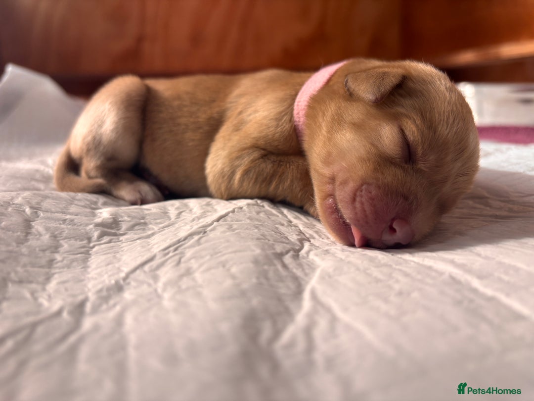 Labrador Retriever dogs for sale: KC Reg ‘Fox Red’ Labrador Retrievers  - Image 32