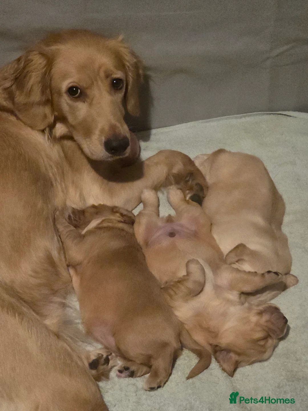 Cocker Spaniel dogs for sale: Cocker Spaniel X Pups  - Advert 10