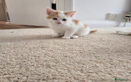 Mixed Breed cats for sale: 3 beautiful playful kittens ready for rehome - Image 10
