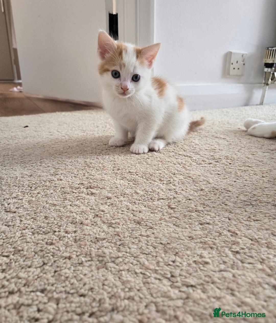 Mixed Breed cats for sale: 3 beautiful playful kittens ready for rehome - Image 10