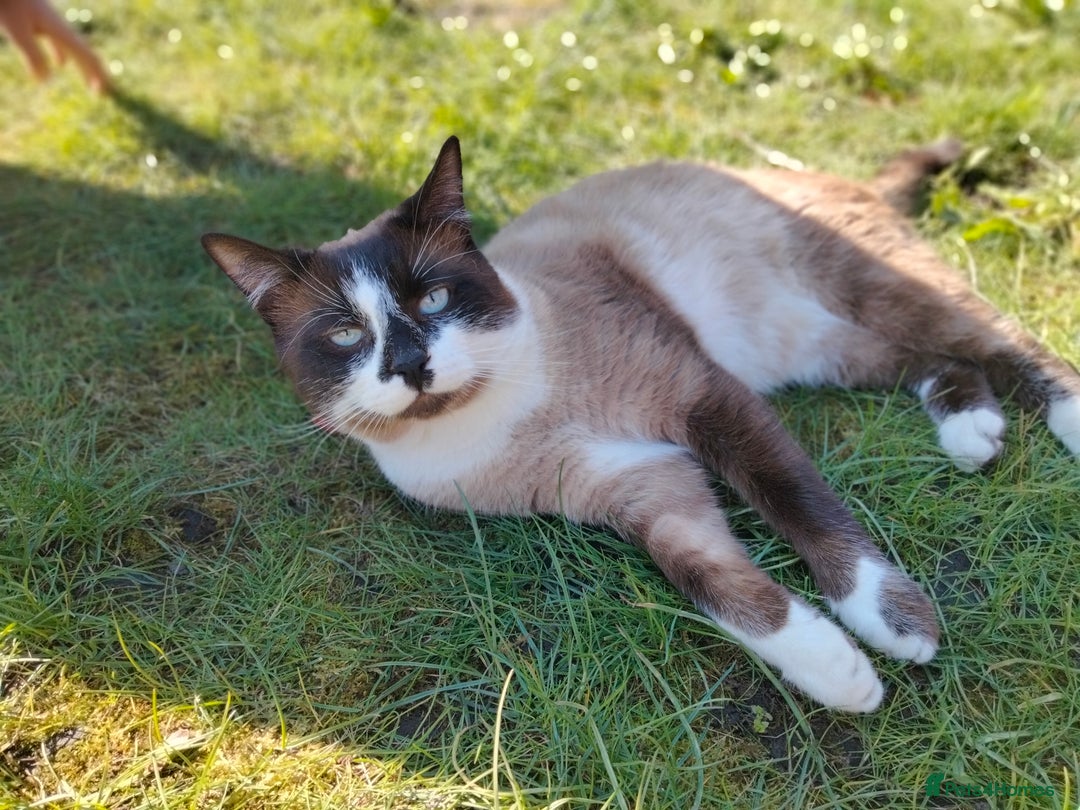 Snowshoe cats for stud: Stud in Bristol - Image 1