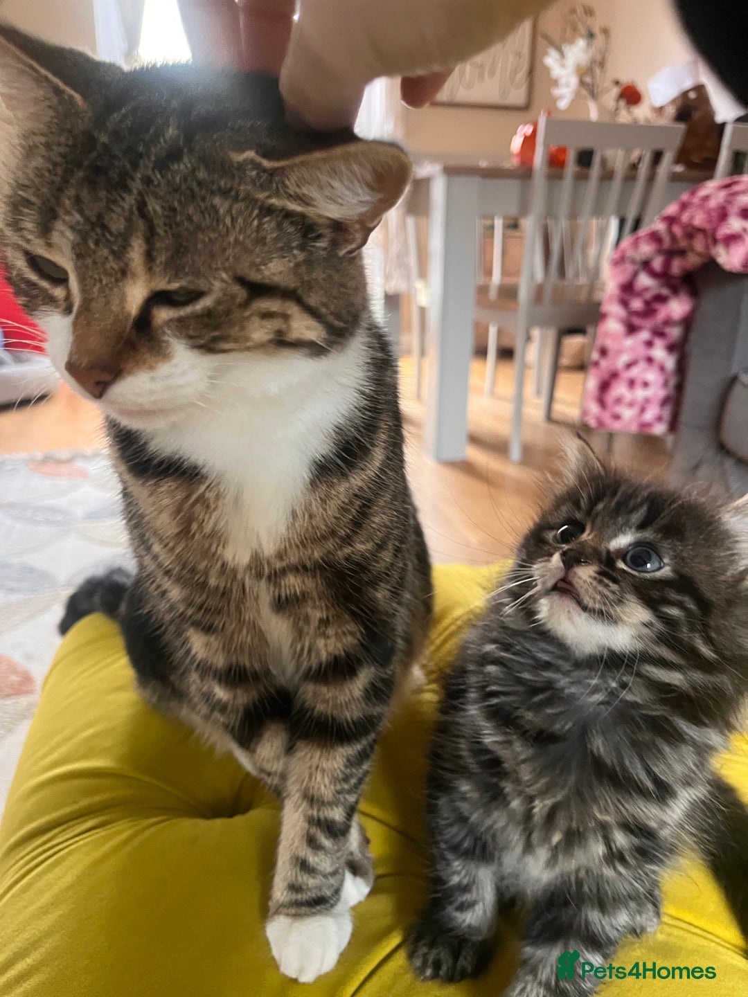 Mixed Breed cats for sale: Girl kitten ready to find forever home - Image 5