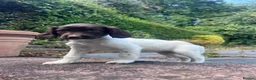 English Springer Spaniel dogs for sale: Gorgeous English Springer Spaniels - Advert 15