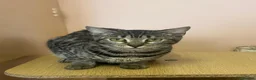 Bengal cats for sale: Kittens *2 girls Left* - Advert 11