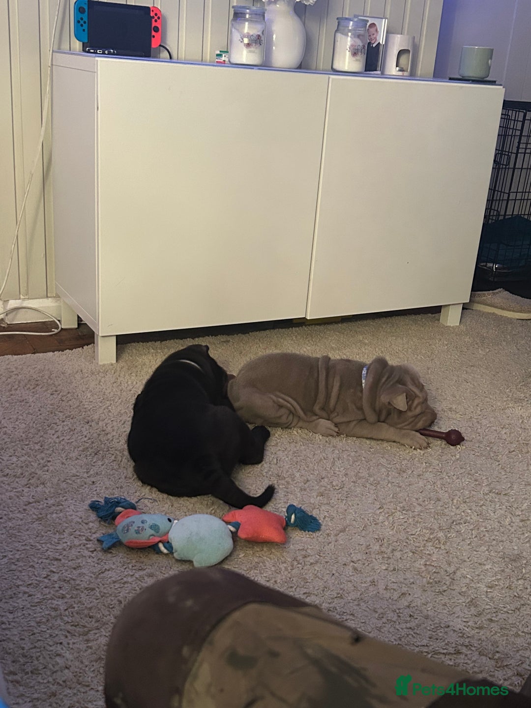 Shar Pei dogs for sale: Shar peis - Image 8