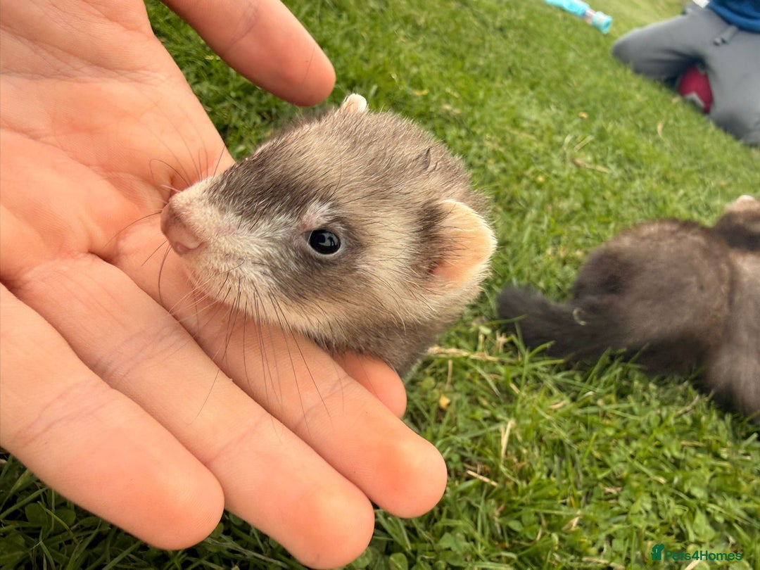 Ferret rodents for sale: Ferrets  - Image 3