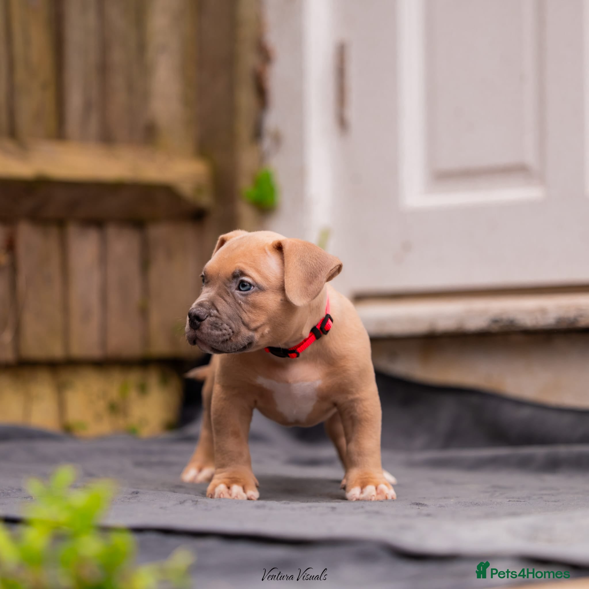American Bully Puppy 7