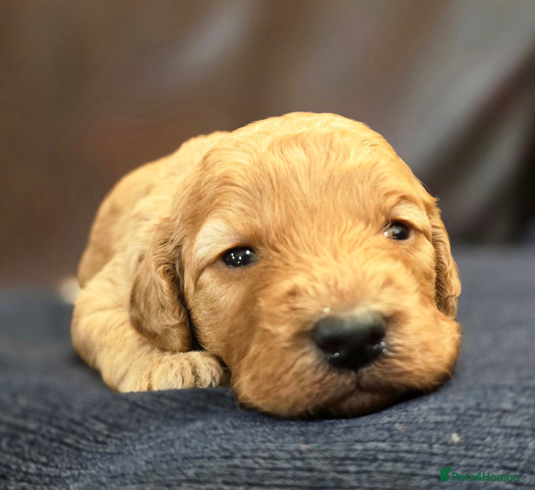 Cockapoo dogs for sale: Stunning F1b cockerpoo's - Image 6