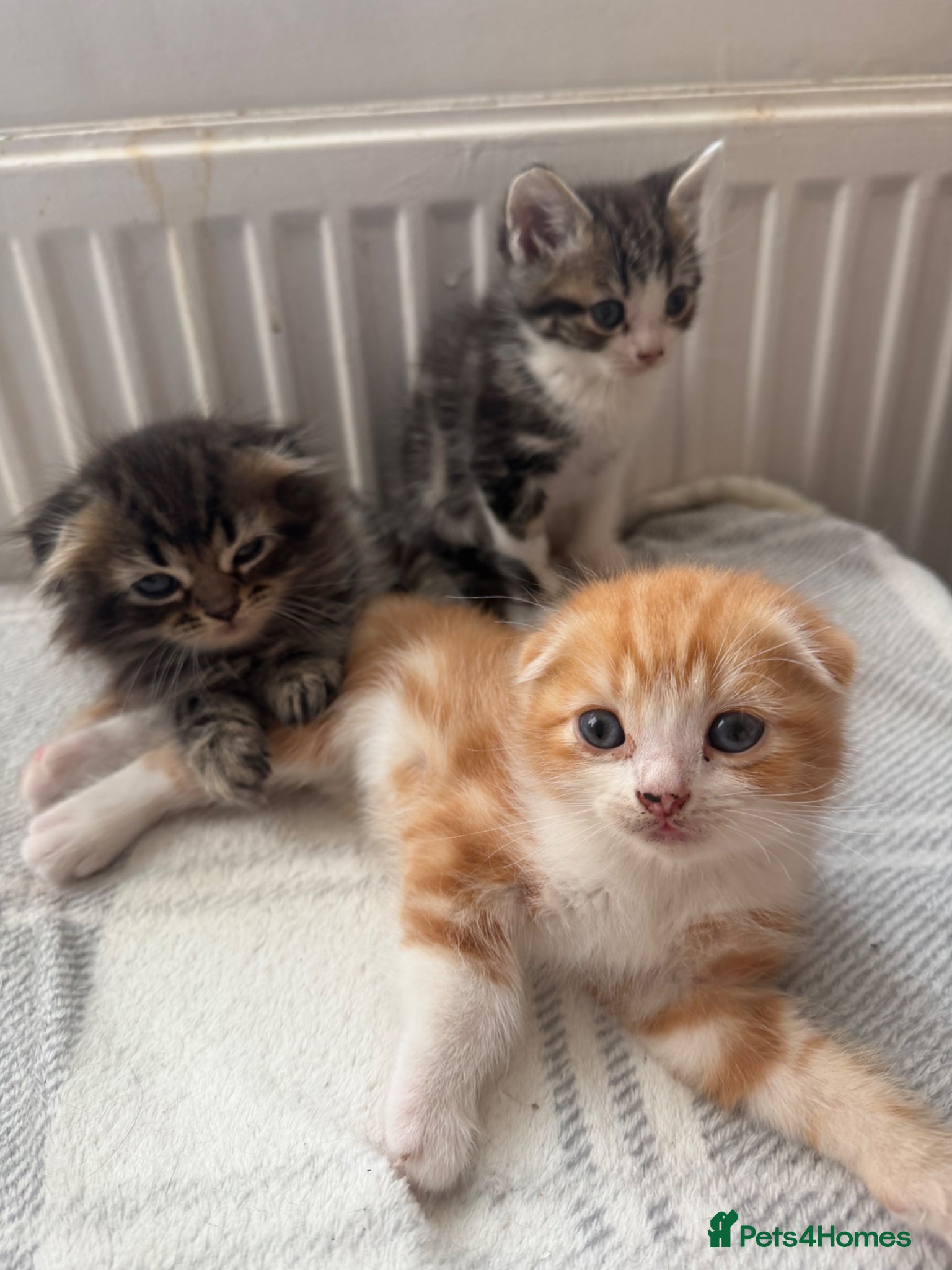 Scottish Fold cats Adorable kittens - Advert 1