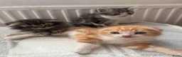 Scottish Fold cats for sale: Adorable kittens - Advert 6