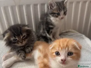 Scottish Fold cats Adorable kittens - Advert 1