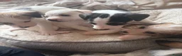 Mixed Breed dogs for sale: 5 mixed breed puppies. Brown pup is reserved. - Advert 3