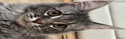 Maine Coon cats for sale: Beautiful GCCF Registered Maine Coon Kittens - Advert 14