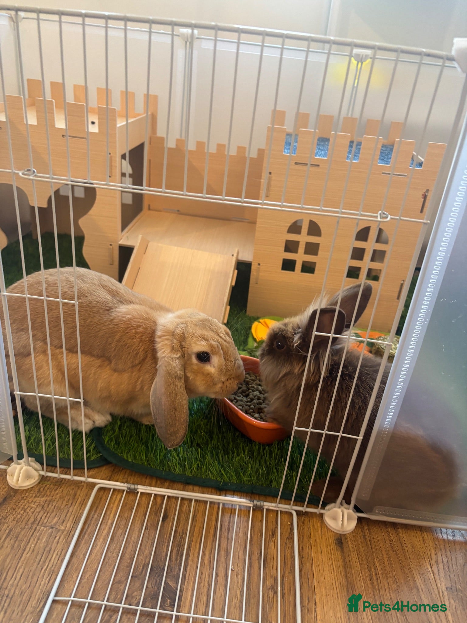 Mixed Breed rabbits Mini lop and lion head - Advert 1