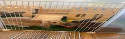 Mixed Breed rabbits for sale: Mini lop and lion head - Advert 1