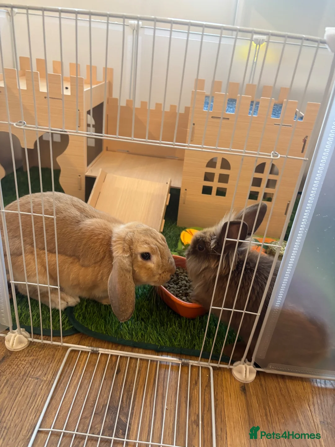 Mixed Breed rabbits for sale: Mini lop and lion head - Advert 1
