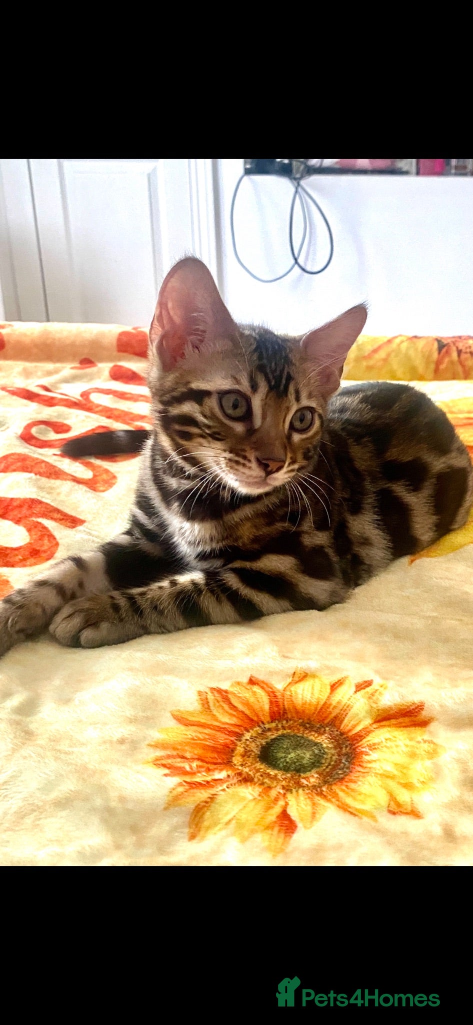 Bengal cats ✨✨PURE Bengal Kitten waiting Forever HOME✨😻😻😻 - Advert 1