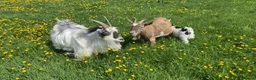Goats livestock for sale: Pygmy Kids for Sale - Advert 1