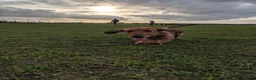 Dachshund dogs for stud: 5th gen pedigree KC teckel Dachshund  - Advert 4
