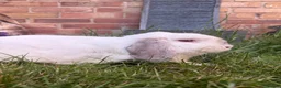 Mini Lop rabbits for sale: Minilop Male  - Advert 7