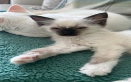 Ragdoll cats for sale: Rarest colour pedigree Ragdoll kittens - Image 10