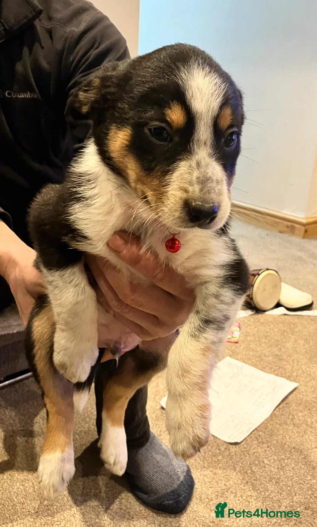 Border Collie dogs for sale: 2 male border collie pups  - Advert 7