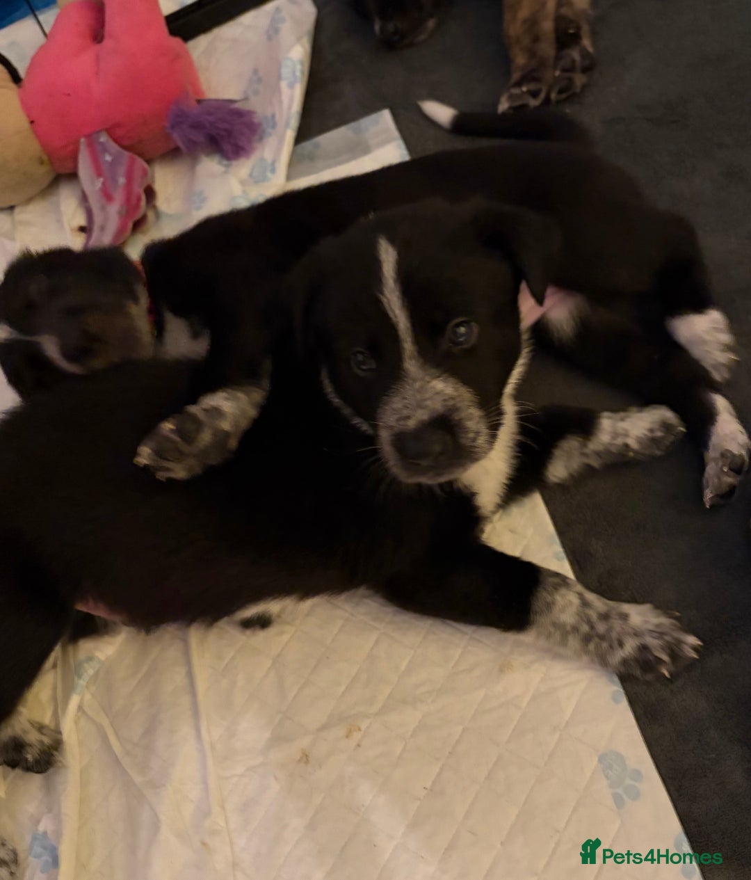 Mixed Breed dogs for sale: 8 beautiful pups for sale - Advert 27