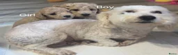 Toy Poodle dogs for sale: Toy Poodles 1 Girl & 1 Boy in Tranent - Advert 8