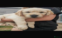 Golden Retriever dogs for stud: Proven Gorgeous Stud Dog - Image 20
