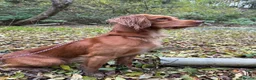 Cocker Spaniel dogs for stud: Milk Hobnob ‘Crumpet’ for Stud  in Bridport - Advert 6