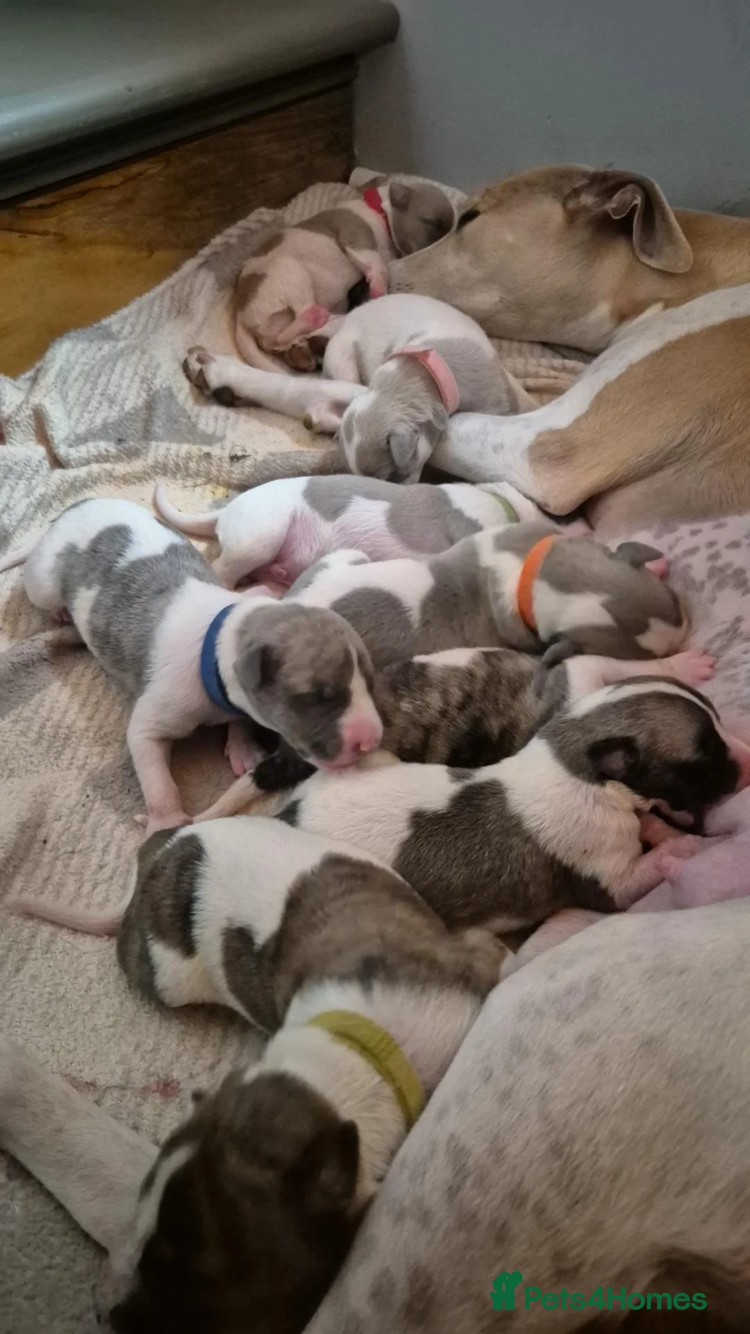 Whippet dogs for sale: Whippet for sale in Salisbury - Advert 7