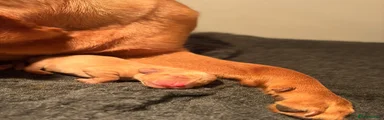 Labrador Retriever 5