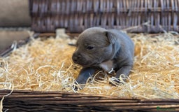 Staffordshire Bull Terrier dogs for sale: Blue Staffordshire Bull Terriers Staffy staffie - Image 5