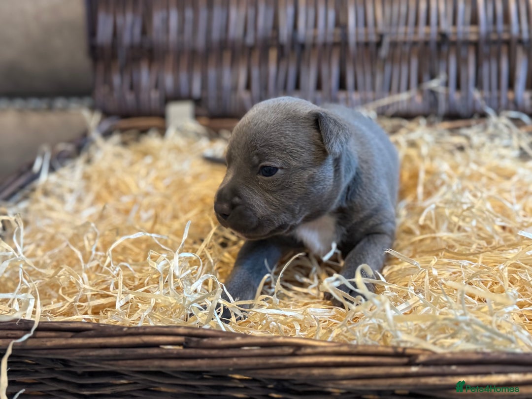 Staffordshire Bull Terrier dogs for sale: Blue Staffordshire Bull Terriers Staffy staffie - Image 5