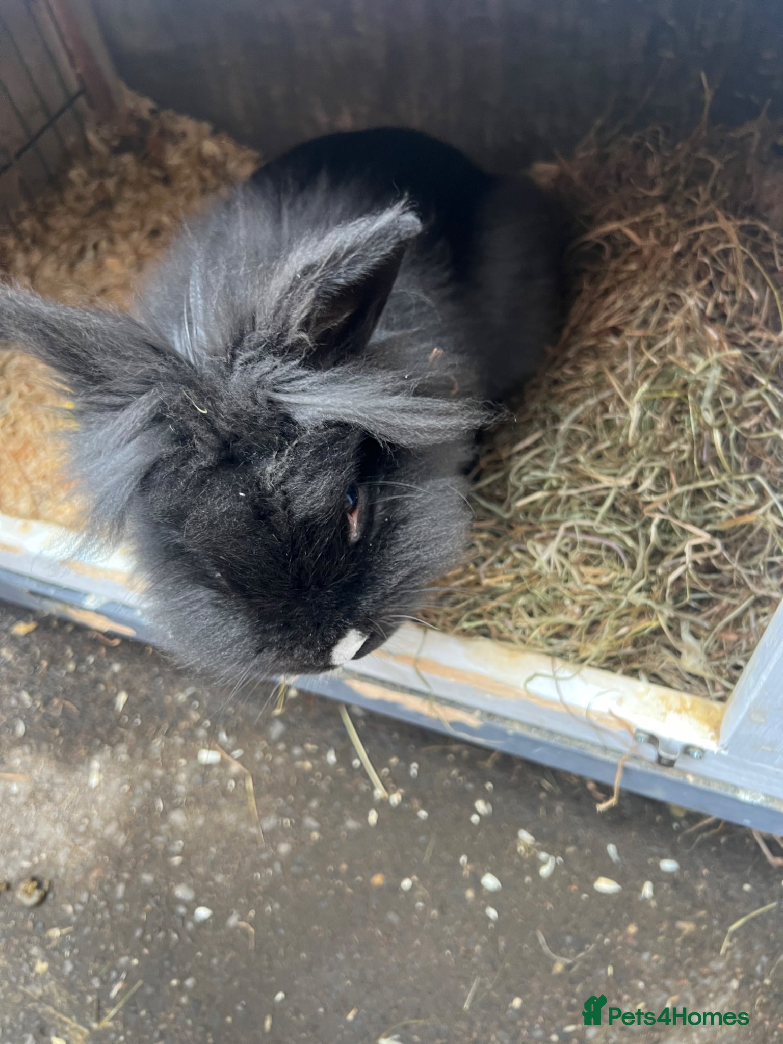 Lionhead rabbits Lion head rabbits  - Advert 13