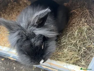 Lionhead rabbits Lion head rabbits - Advert 13