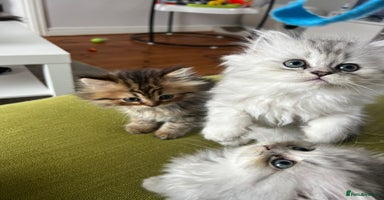 Persian cats - Advert 4