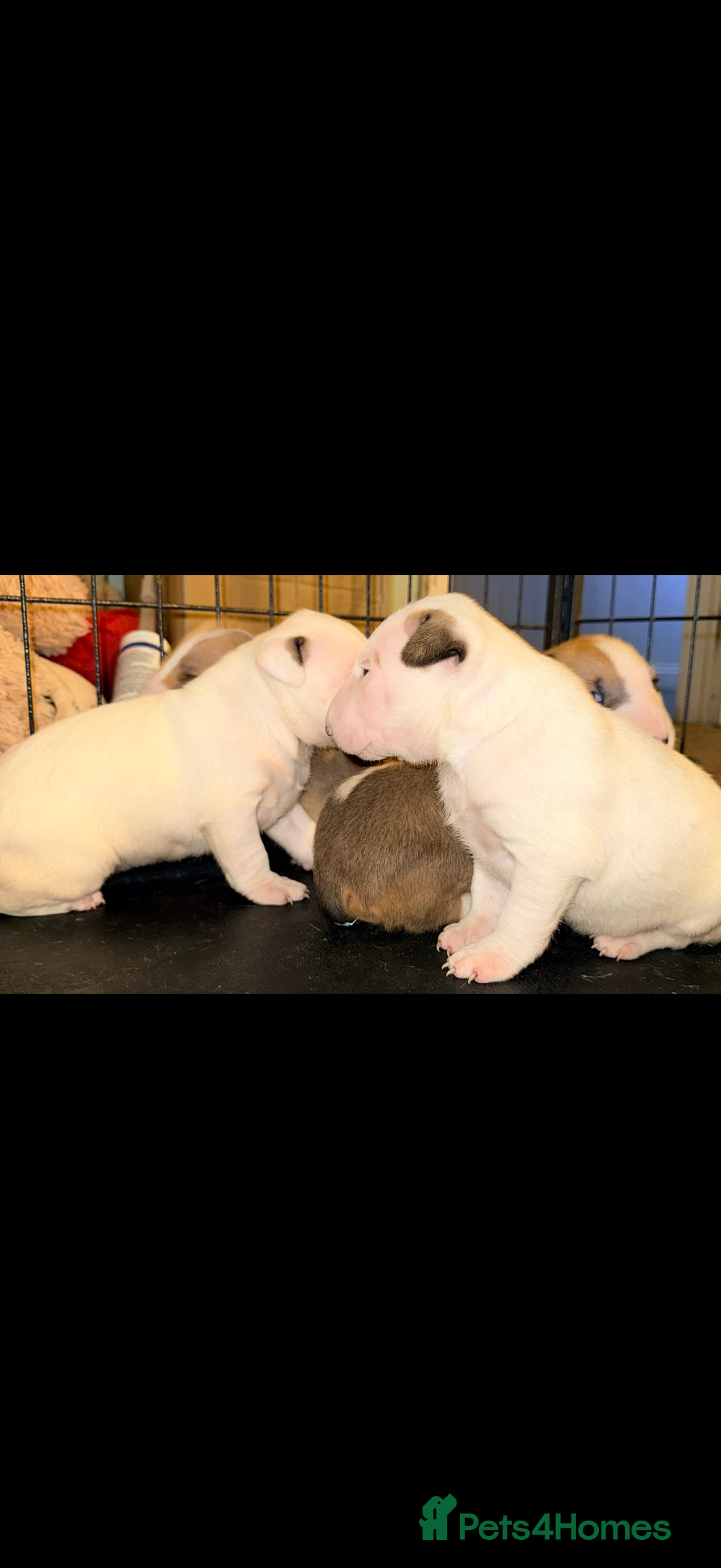 English Bull Terrier dogs for sale: English bull terriers 5 girls  - Advert 5