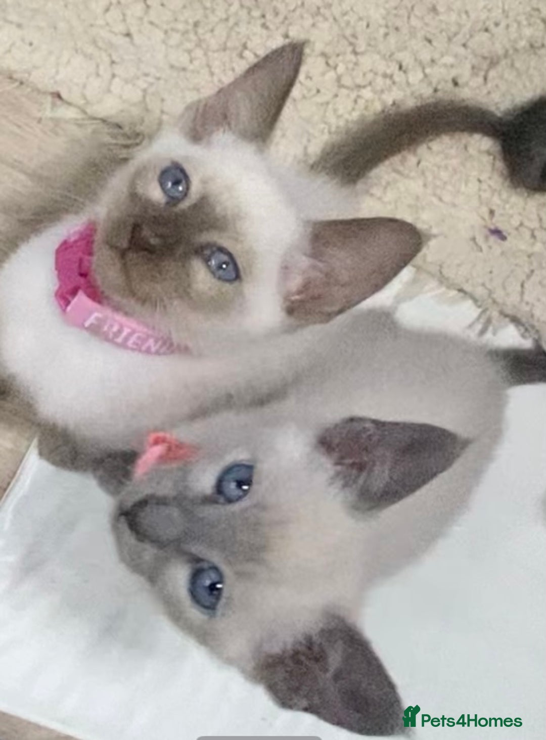 Mixed Breed cats for sale: Oriental/ Siamese  - Advert 8