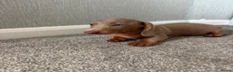 Dachshund dogs for sale: Isabella miniature dachshund  in Erith - Advert 9