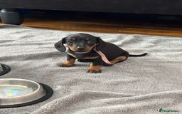 Miniature Dachshund dogs for sale: 5 miniature black & tan smooth haired dachshunds  - Image 14