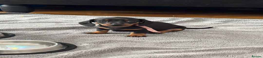 Miniature Dachshund Puppy 4