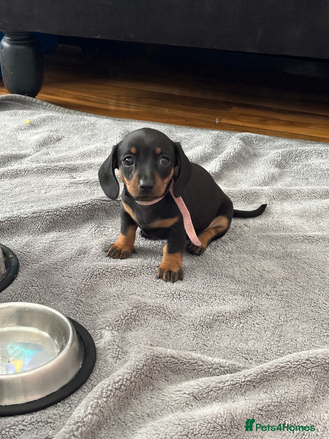 Miniature Dachshund dogs for sale: 5 miniature black & tan smooth haired dachshunds  - Image 14