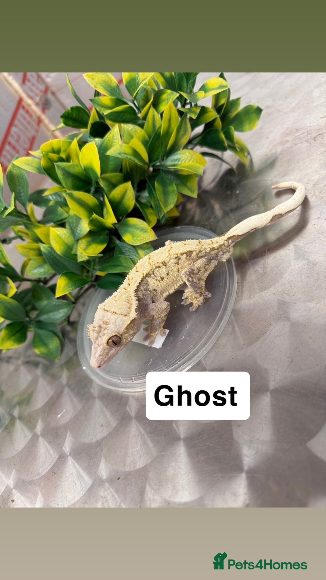 Gecko reptiles for sale: Crested geckos  - Advert 6