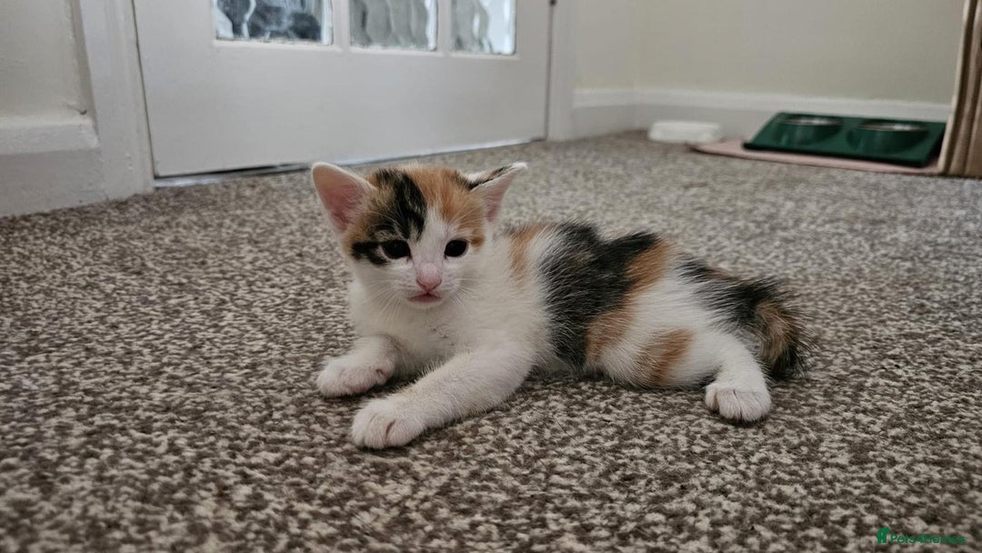 Mixed Breed cats for adoption: Rescue calico kitten in need of home - Image 10