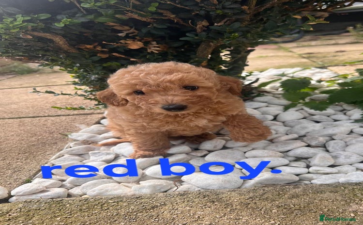 Maltipoo dogs - Advert 3
